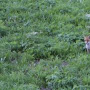 Renard en balade