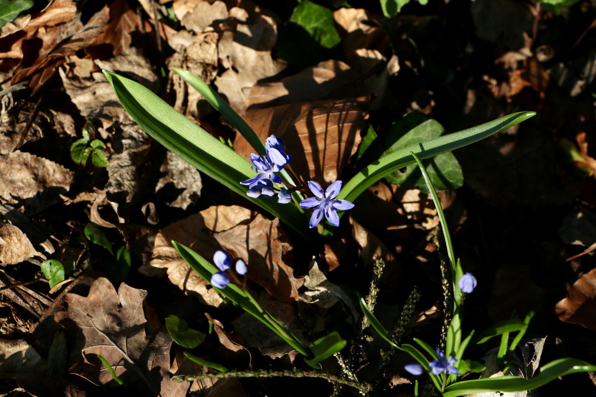 La flore